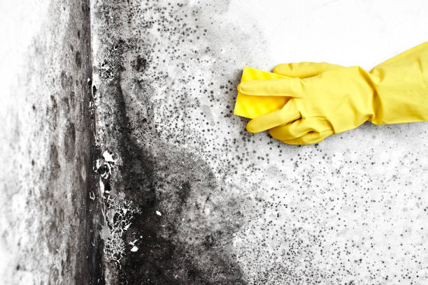 Best Mold Remediation  in Tunkhannock, PA