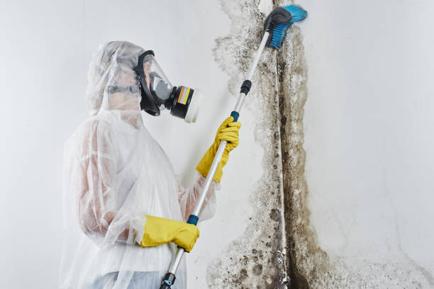 Trusted Tunkhannock, PA Mold Removal Experts