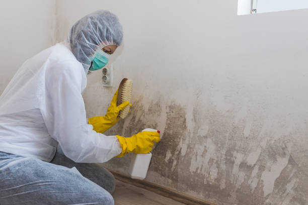 Best Residential Mold Removal  in Tunkhannock, PA