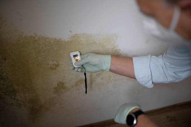 Mold Removal and Inspection in Tunkhannock, PA