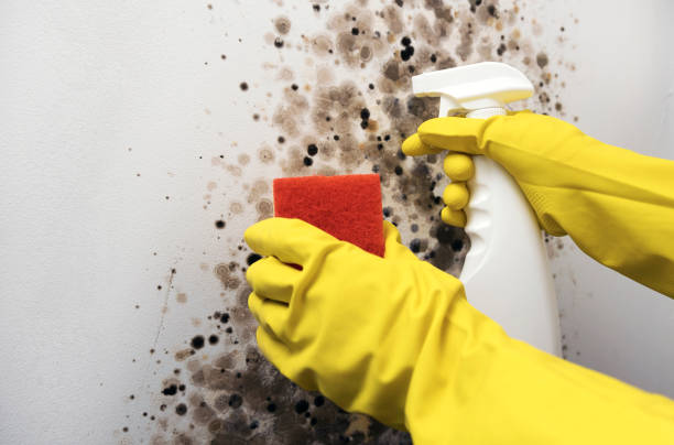 Attic Mold Removal in Tunkhannock, PA